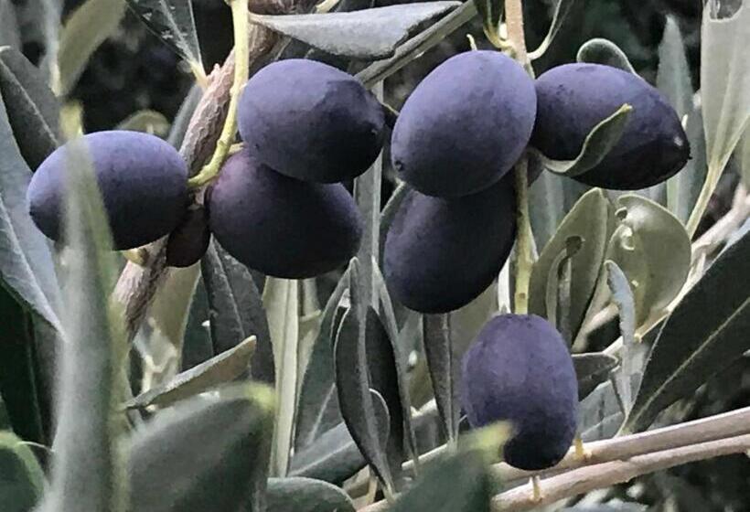 Hotel Olive Hill Guest House