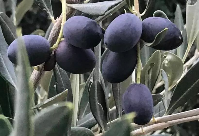 Hotelli Olive Hill Guest House