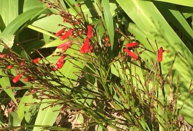 צימר Fish Eagle Lodge