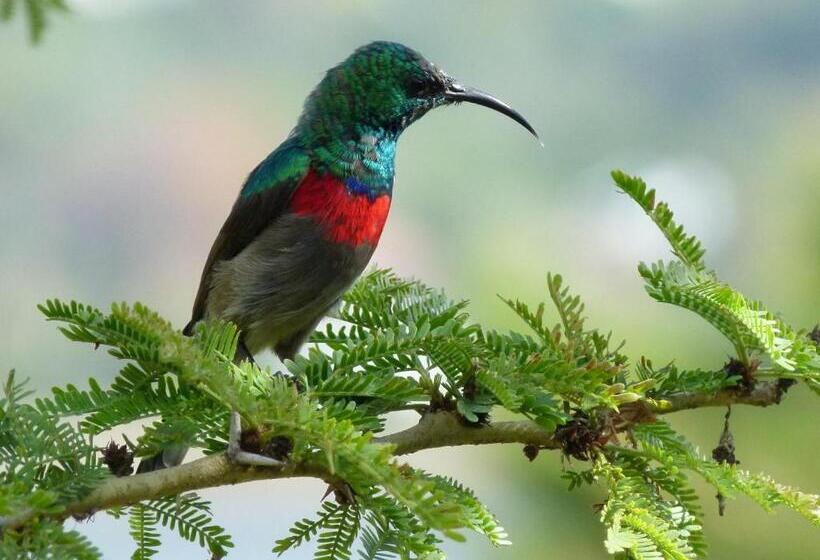 צימר Fish Eagle Lodge