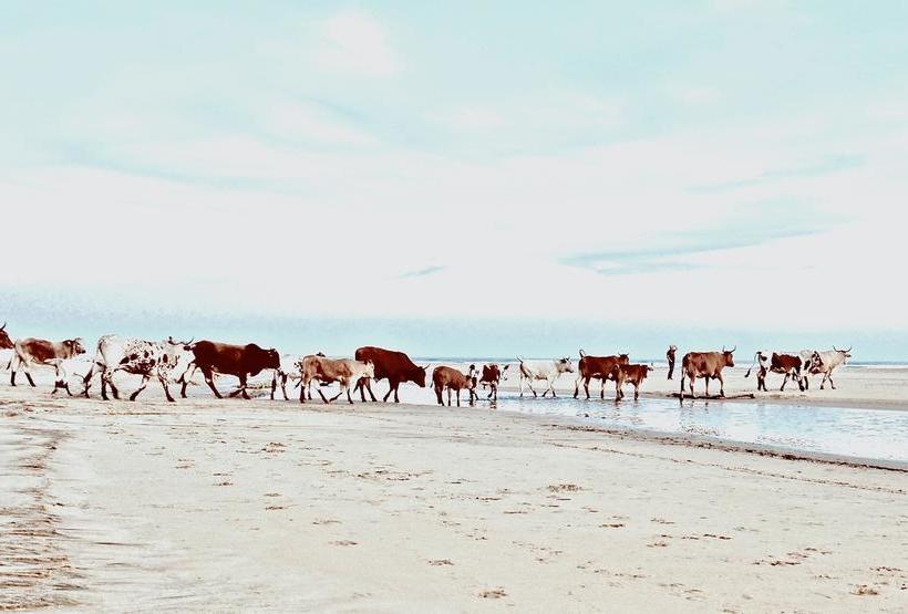 Отель Purple Haze Eco Lodge