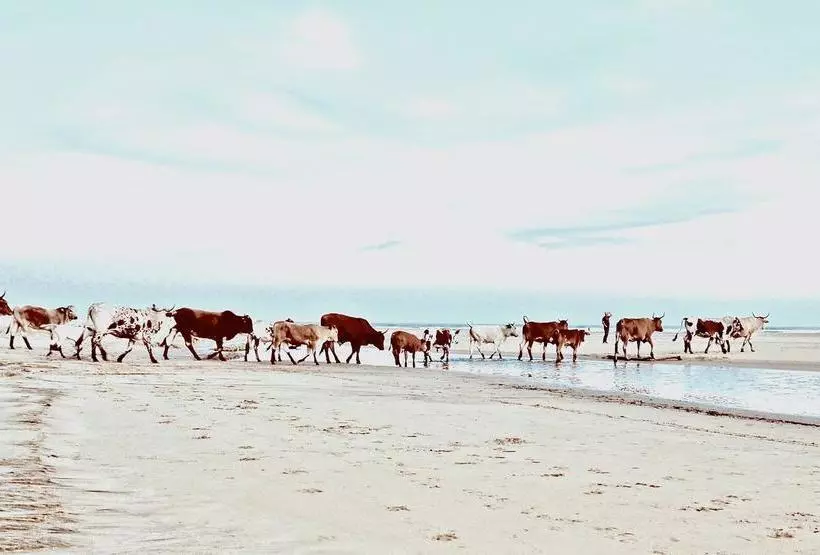 ホテル Purple Haze Eco Lodge