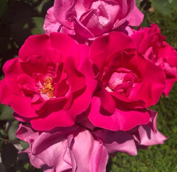 ベッドアンドブレックファースト Ca' Settecento Villa Cavazza Querini