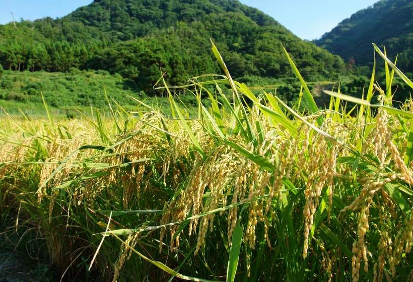 ריוקאן Tango Onsen Hashiudosou