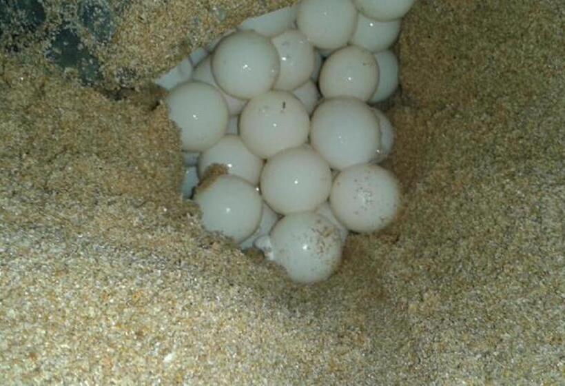 Отель Nirvana Beach Boutique