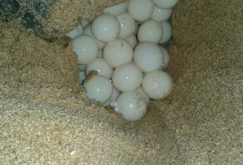 ホテル Nirvana Beach Boutique