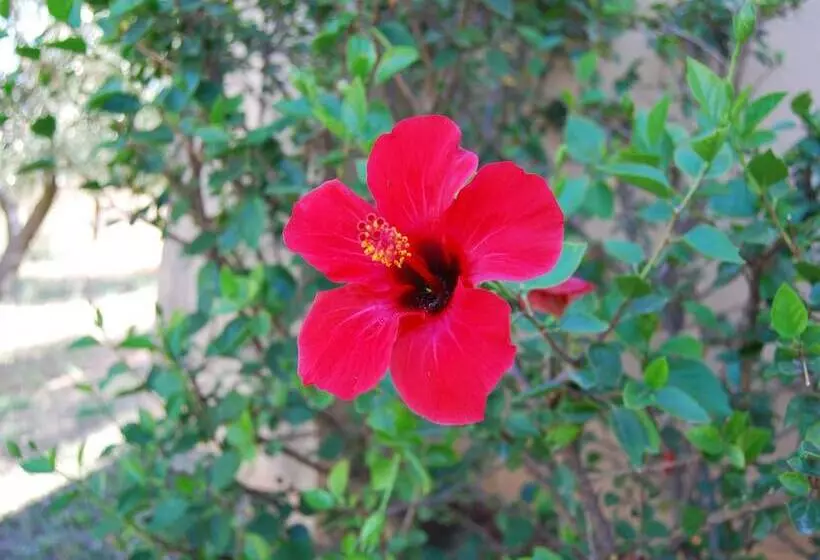 ホテル Fattoria Il Borghetto