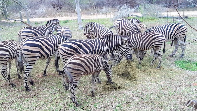 فندق Kruger Riverside Lodge   No Load Shedding