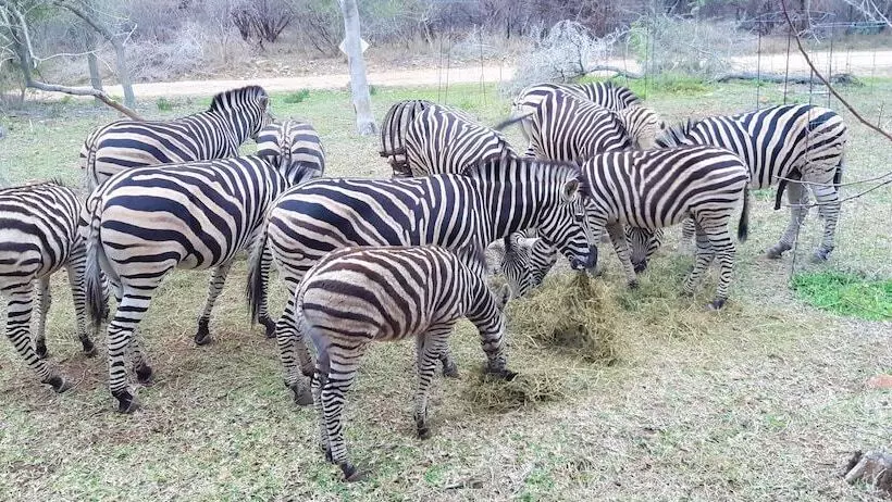 Hotelli Kruger Riverside Lodge   No Load Shedding