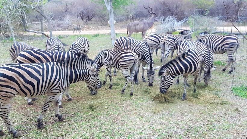 فندق Kruger Riverside Lodge   No Load Shedding