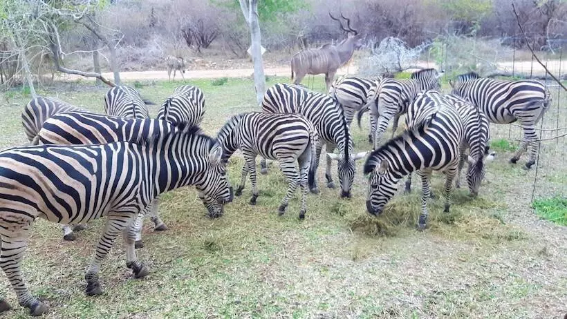 Hotelli Kruger Riverside Lodge   No Load Shedding