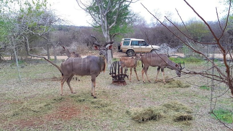 فندق Kruger Riverside Lodge   No Load Shedding