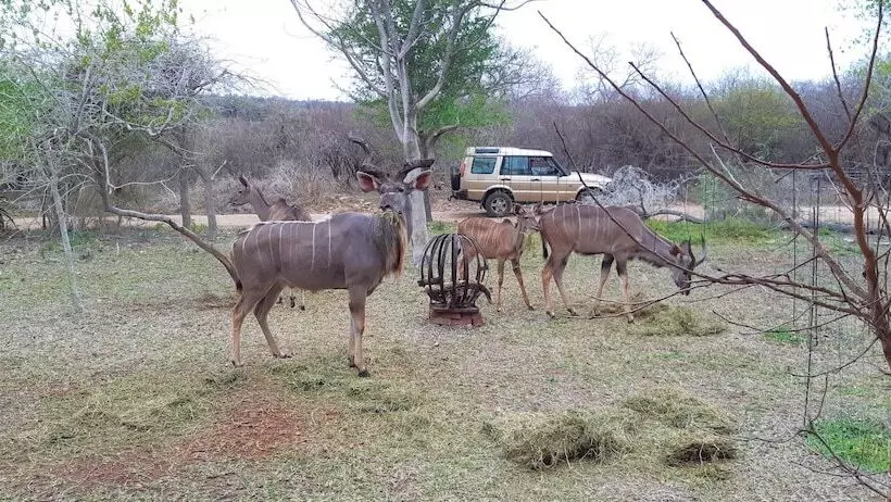 Hotelli Kruger Riverside Lodge   No Load Shedding
