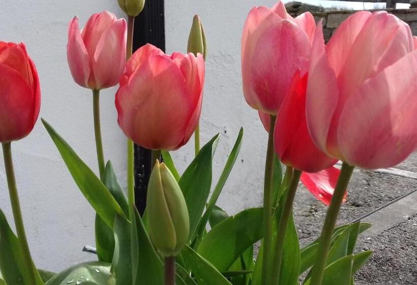 مبيت وإفطار Achill West Coast House