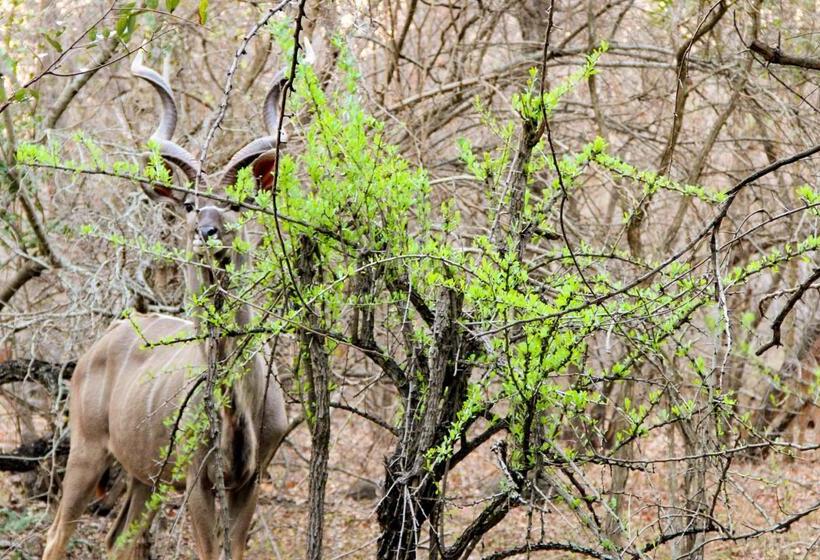 Отель Burchell's Bush Lodge