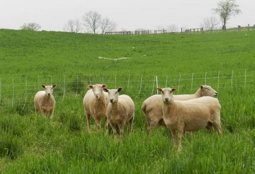 فندق Red Cardinal Bed And Breakfast