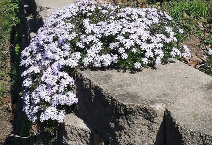 فندق Red Cardinal Bed And Breakfast