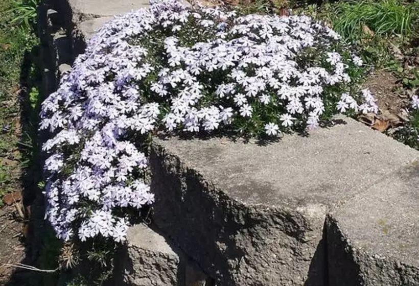 Hotelli Red Cardinal Bed And Breakfast