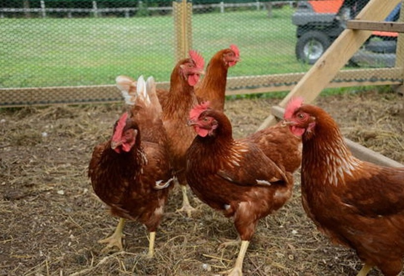 فندق Red Cardinal Bed And Breakfast