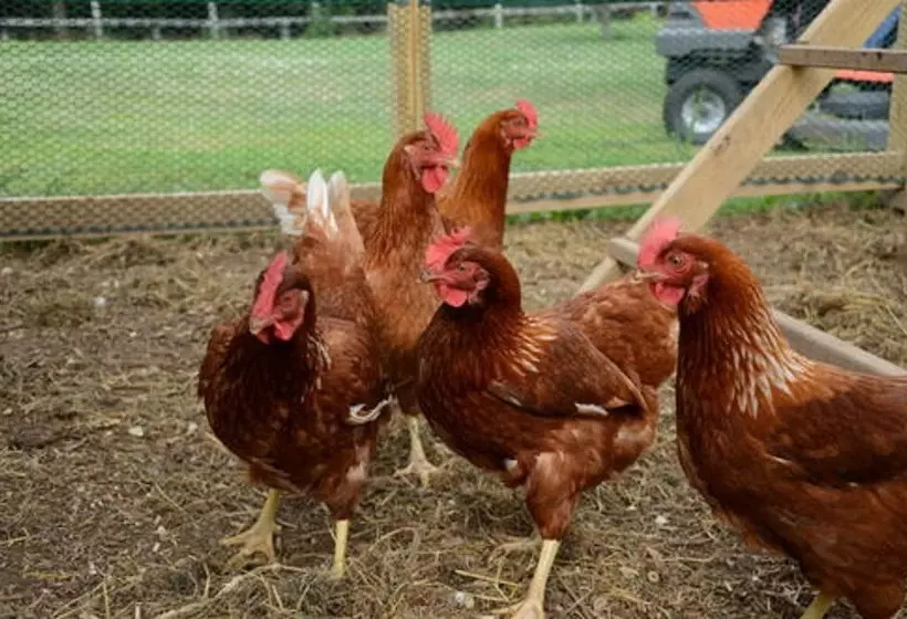 Hotelli Red Cardinal Bed And Breakfast