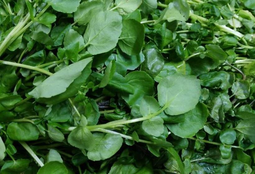 בית מלון כפרי Pension Amparo Las Hayas