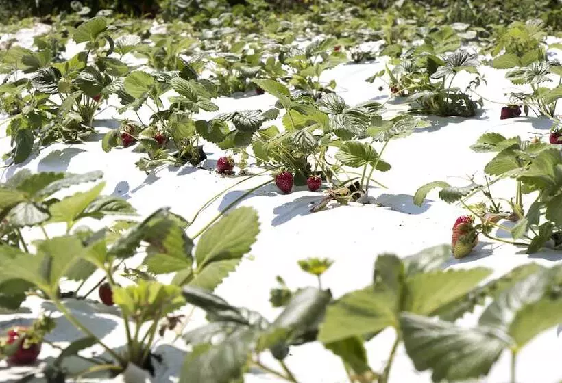 Hotelli Ktima Bellou