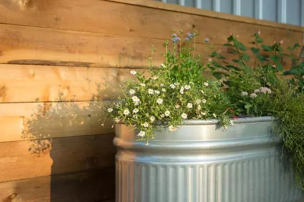 Hotelli Mustard Seed B&b On The Llano