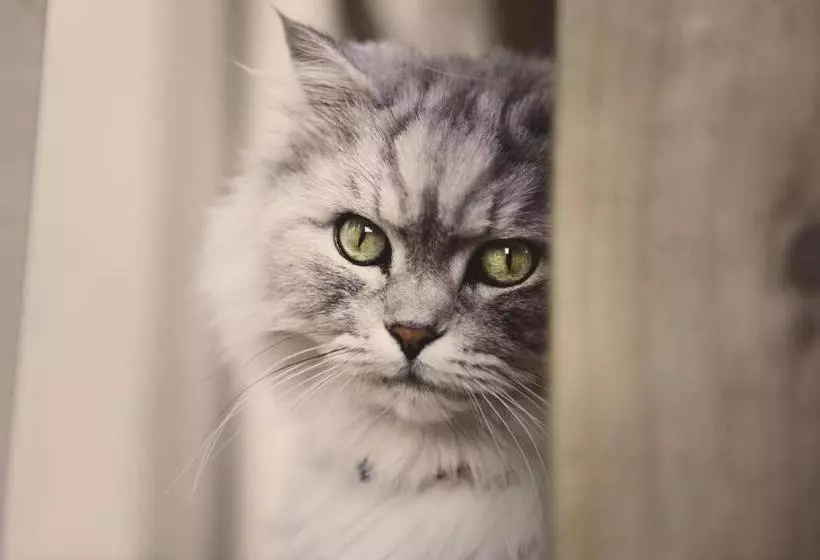 Hotelli Absolute Bliss Apartments