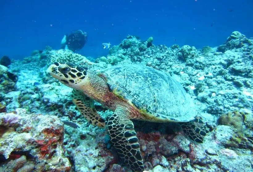 هتل Yuvi Blue Maldives & Spa