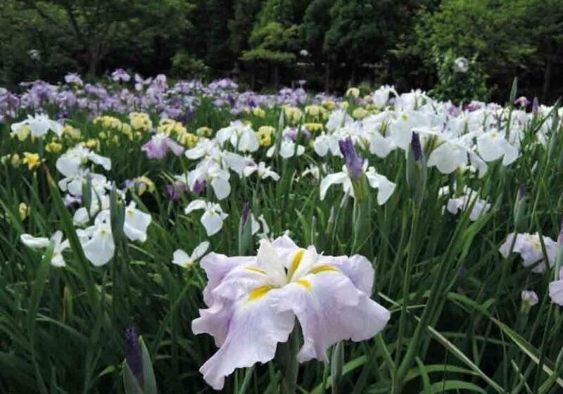 Отель Ryokan Hanareya Ishidaya