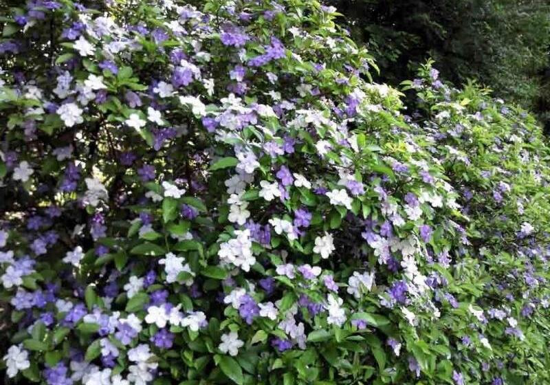 Отель Ryokan Hanareya Ishidaya