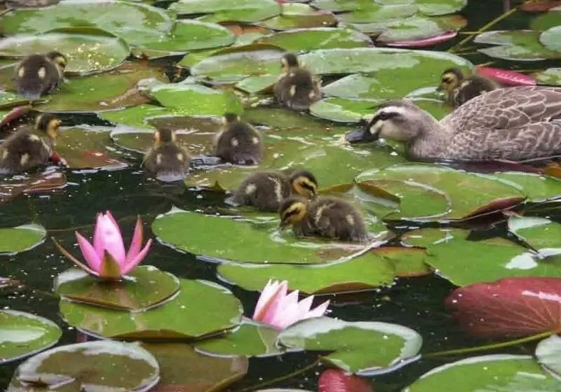 Hotelli Ryokan Hanareya Ishidaya