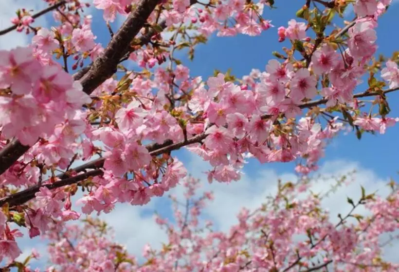 Hotelli Lenessa Akazawa