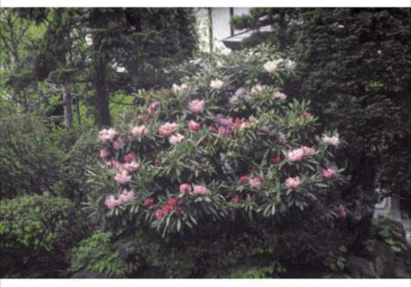 Отель Nakatani Ryokan