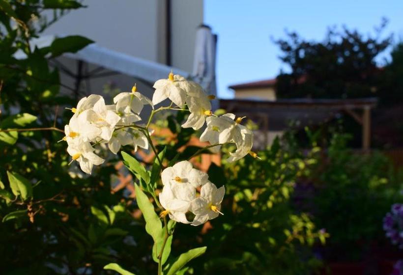 ホテル Domus Socolatae Apartments&suites