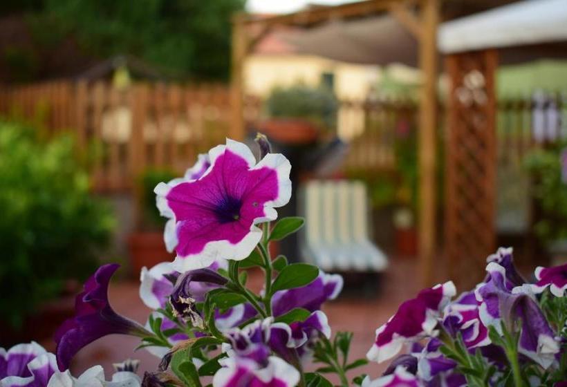 ホテル Domus Socolatae Apartments&suites