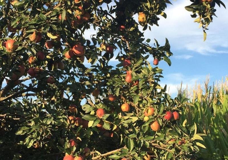 Отель Frutteto Dei Babbi