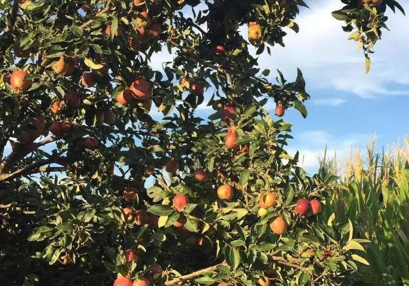 هتل Frutteto Dei Babbi