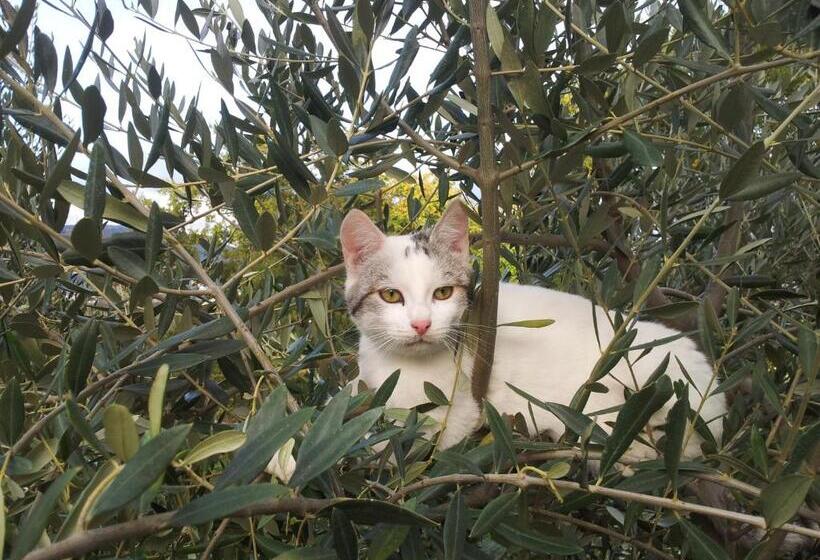 בית מלון כפרי Fonte Chiara