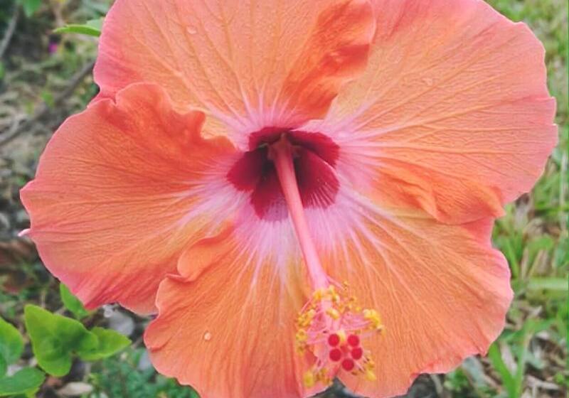 هتل White Pine Village