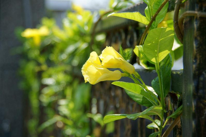 هتل White Pine Village