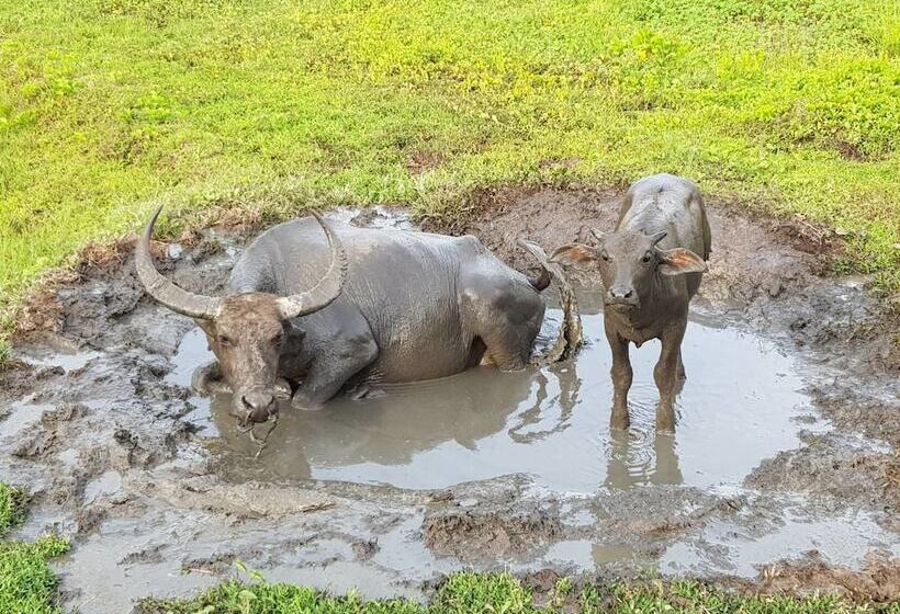 בית מלון כפרי Bann Anattaya Koh Yao Noi