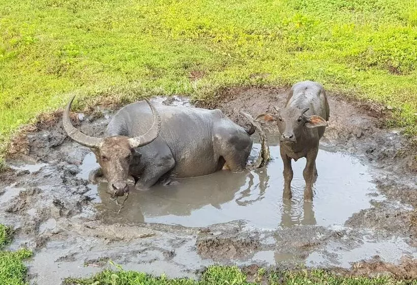 Hotelli Bann Anattaya Koh Yao Noi