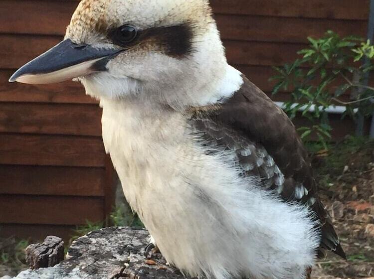 Отель Gumnut Cottage