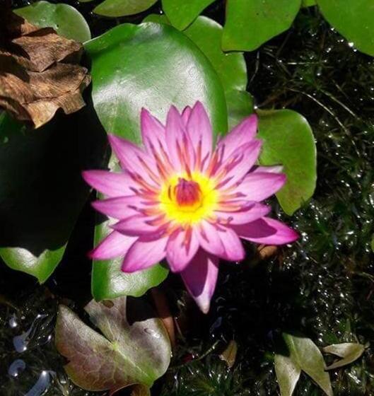 בית מלון כפרי Northlands House