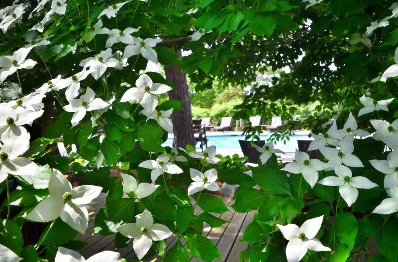 Hotelli The Hampton Maid