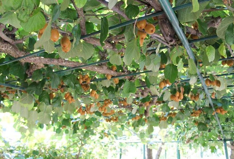 호텔 Apartments Sosic