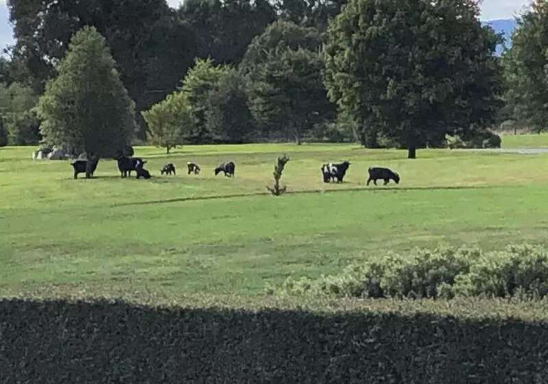 Aamiaismajoitus (B&B) Lake Brunner Longhouse
