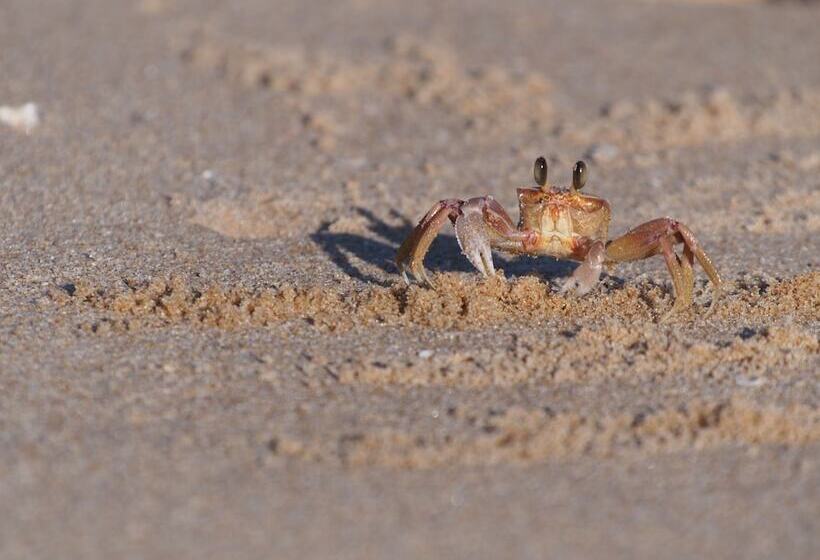 ホテル Mango Beach