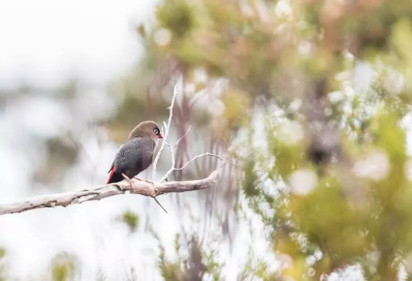 Hotelli Southwest Wilderness Camp   Tasmania